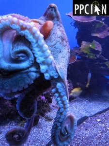 Maui Octopus