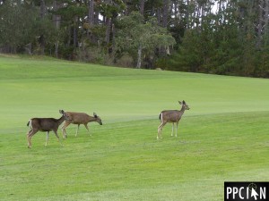 Spyglass Pebble Beach Golf Course