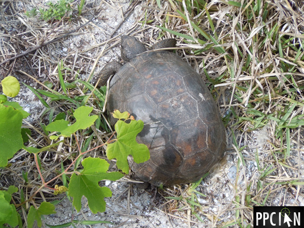 Amelia Island Turtle