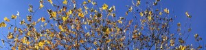 Fall Tree Leaves