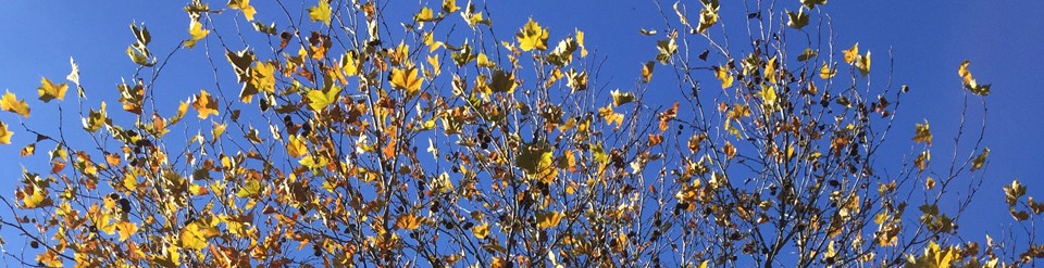 Fall Tree Leaves