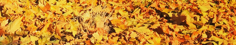 Golden Leaves Banner